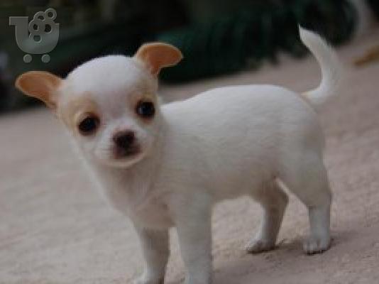 PoulaTo: Chihuahua σκυλιά και κουτάβια προς πώληση